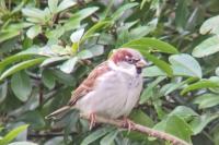 Passer domesticus