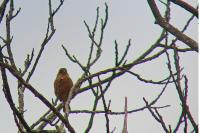 Fringilla coelebs