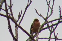 Fringilla coelebs