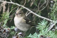 Fringilla coelebs