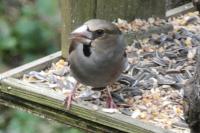 Coccothraustes coccothraustes