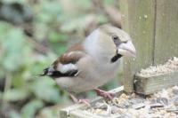 Coccothraustes coccothraustes