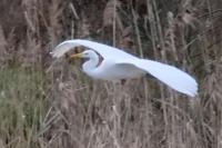 Ardea alba