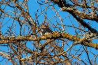 Turdus philomelos