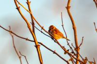 Emberiza schoeniclus