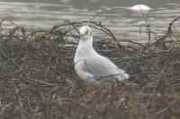 Chroicocephalus ridibundus