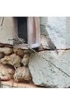 Passer domesticus