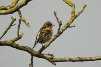 Fringilla montifringilla