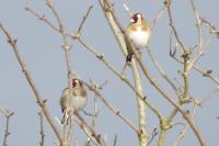 Carduelis carduelis