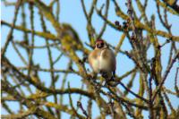 Carduelis carduelis