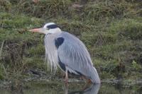 Ardea cinerea
