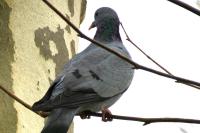 Columba oenas