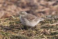 Anthus spinoletta