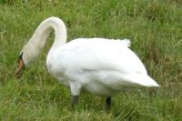 Cygnus olor