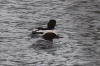 Mergus merganser
