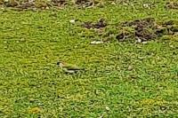 Picus viridis