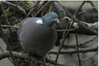 Columba palumbus
