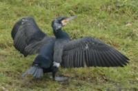 Phalacrocorax carbo