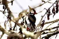 Dendrocopos major