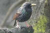 Sturnus vulgaris