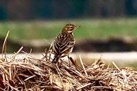 Anthus pratensis