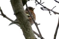 Fringilla coelebs