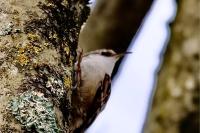 Certhia brachydactyla