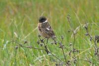 Saxicola rubicola