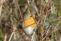 Erithacus rubecula