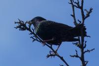 Sturnus vulgaris