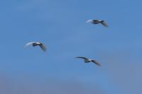 Bubulcus ibis