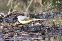 Motacilla cinerea
