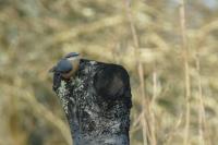 Sitta europaea