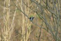 Poecile palustris
