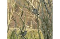 Passer domesticus