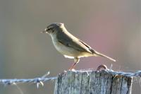 Phylloscopus collybita