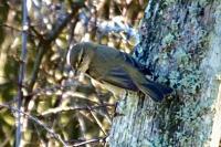 Phylloscopus collybita