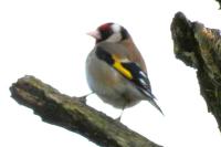 Carduelis carduelis