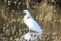Egretta garzetta