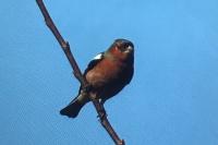 Fringilla coelebs
