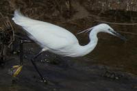 Egretta garzetta