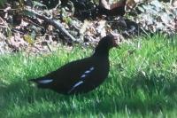 Gallinula chloropus