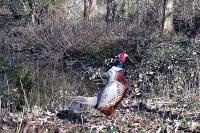 Phasianus colchicus