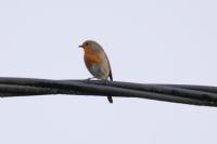 Erithacus rubecula