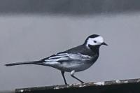 Motacilla alba yarrellii
