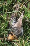 Erithacus rubecula