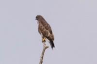 Buteo buteo