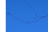Grus grus