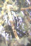 Dendrocopos major