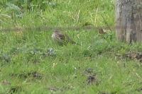 Anthus pratensis